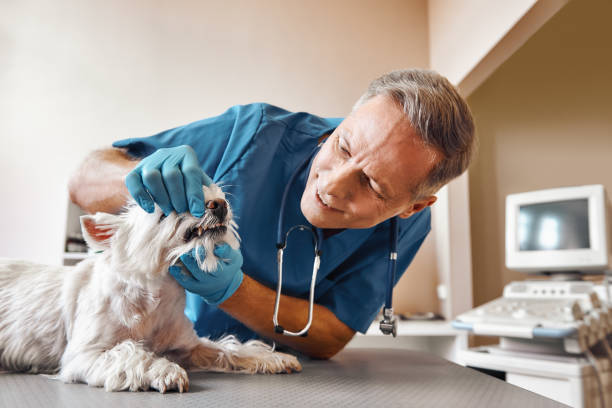 Best Emergency Tooth Extraction in Bing, OR